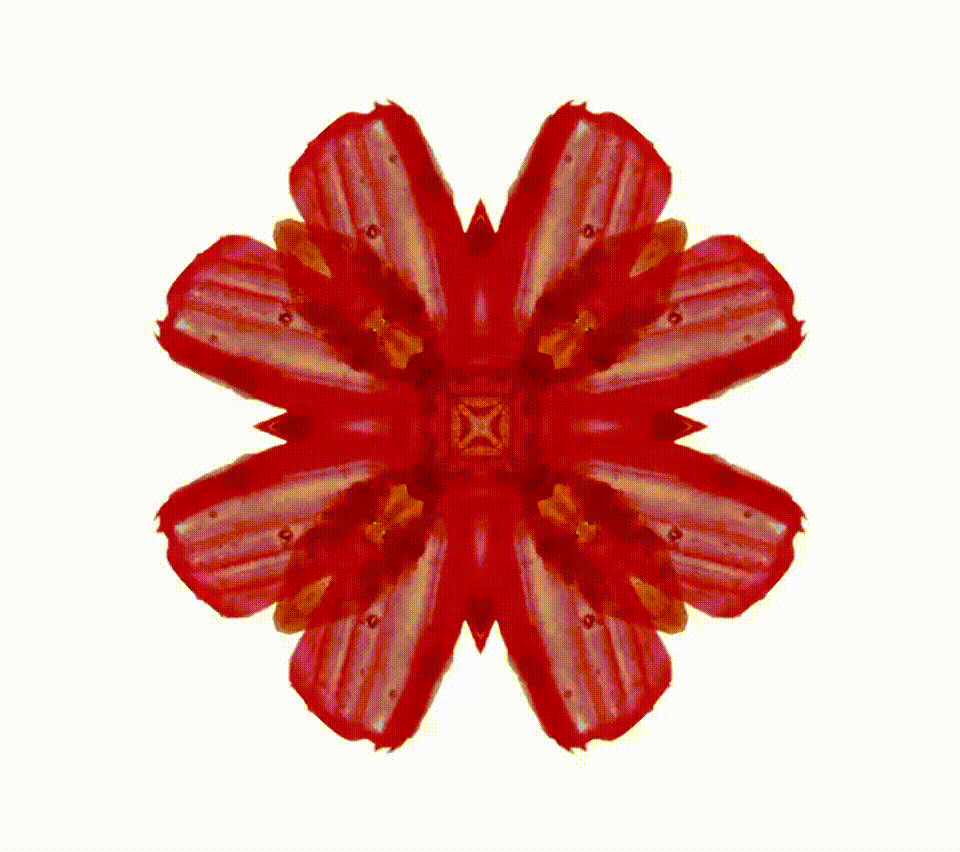 rose love flower GIF